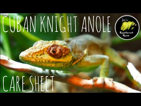 Cuban Knight Anole Care Guide