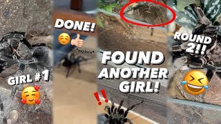 Did he just CHEAT ON HIS NEW GIRLFRIEND after &quot;using&quot; her?? 😱🤣 [TARANTULA PAIRING]