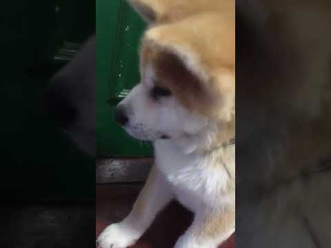 Fred the Akita at 3 months guarding the manor 🦁 🏠
