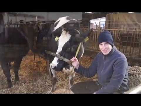 Medimeisterschaften 2017 -Teaser 1- "Bauer sucht Frau" TiHo Hannover