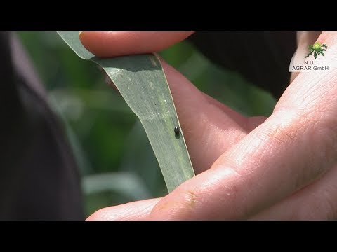 120. Feldexkursion:  Aktuelles zum Weizen - NU Agrar, 29.05.2019