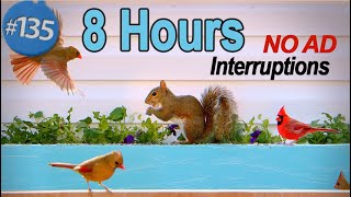 TV for Cats 😻8 Hours Uninterrupted Cat TV 🐦Birds & Squirrels 🐿 Singing Chirping Fluttering  No Ads