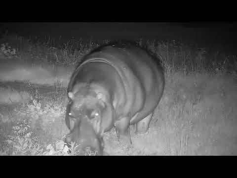 Djuma: Hippo male returns to the dam - 03:58 - 12/28/21