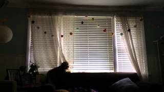 Marshmallow Coast practice with dog Shorty