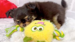 チワワ(ロング)の動画02