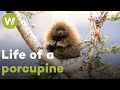 New World porcupines and their spiky way of living