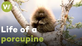 New World porcupines and their spiky way of living