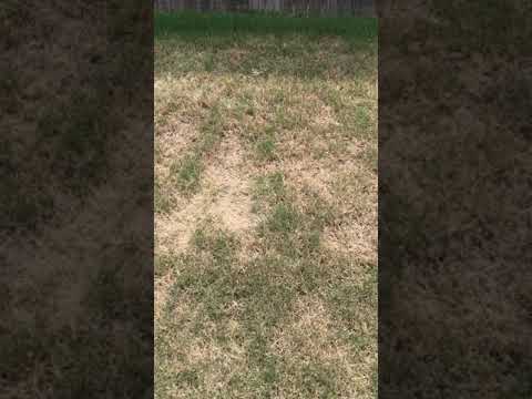 YouTube video about: How to repair lawn damaged by rabbits?