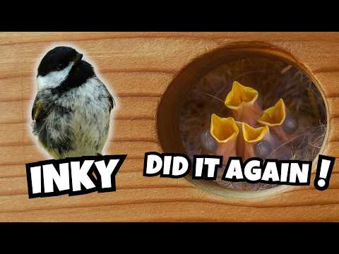 Every Year, This Chickadee Raises a Family in My Backyard Nestbox