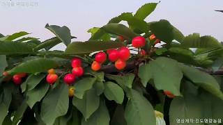 체리나무 모든것 가재골 팔메트수형 19년6월5일 과원모습 Sweet cherry tree