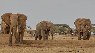 Kenya arrests four as elephant poaching deaths in Amboseli reach 18
