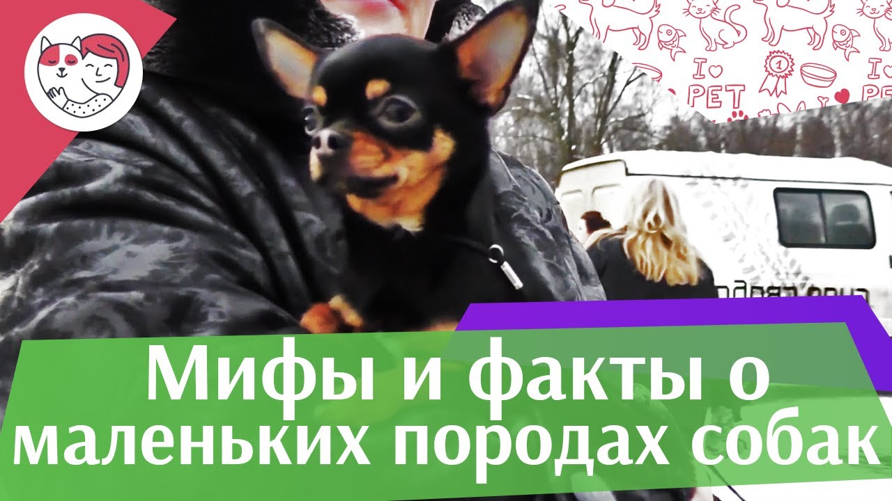 5 самых популярных мифов о маленьких породах собак на ilikepet