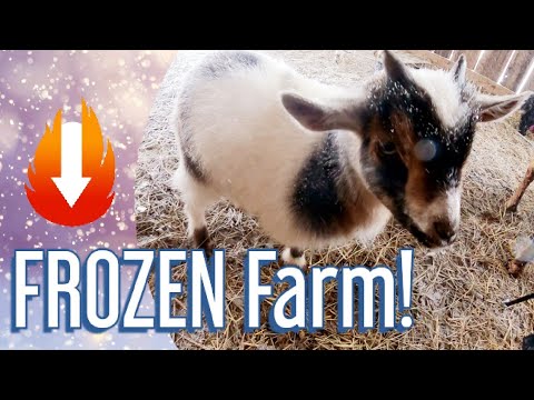 Farm Chores: Blizzard Edition!  How We Manage Animals in Freezing Weather