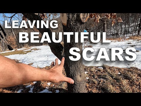 Pruning Red Oak Trees ― Collar, Flush, or Shaped Cuts?