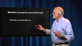 7.6 - Reproduction: Upright posture and childbirth