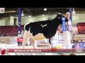 Spring Yearling - 2015 International Spring Holstein Show