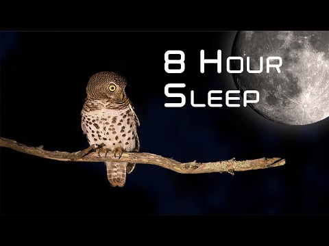 African Night Sounds for sleep: Black Screen sounds from Kruger Park 🌍158