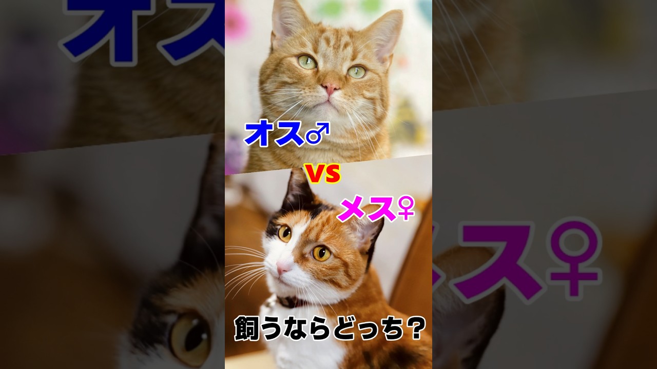 オス猫とメス猫の性格・行動・体型の違い #猫 #猫雑学 #ねこたんの解説
