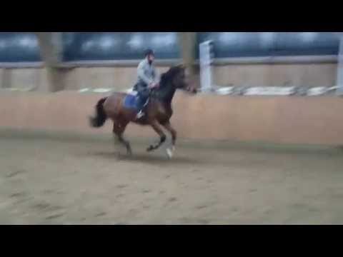 Holsteiner Stute von Landos/Cassini I/Caletto I