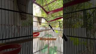 Download lagu Pancingan Kacer agar emosi dan bongkar isian #kacer #kacerbongkarisian #kaceremosi mp3