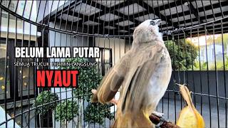 Download lagu Trucukan Gacor ROPEL PANJANG Saat Subuh COCOK untuk Pancingan Trucuk BAHAN dan MASTERAN TRUCUK Paud mp3 Download lagu Trucukan Gacor ROPEL PANJANG Saat Subuh COCOK untuk Pancingan Trucuk BAHAN dan MASTERAN TRUCUK Paud mp3