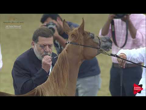 N.9 SALSABIL ELKHALEEJ - 2019 Qatar Nat. Peninsula show - Yearling Fillies (Class 1A) .mp4