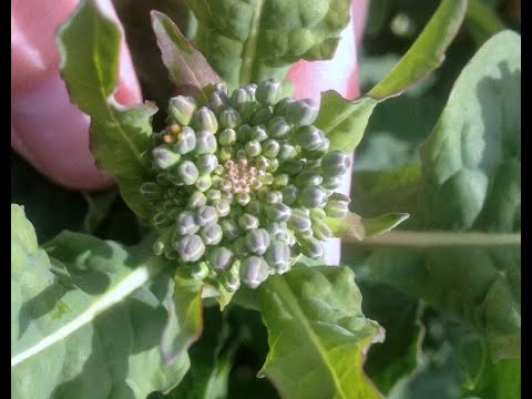 114. Feldexkursion: Raps nach Kälteeinbruch - NU Agrar, 17.04.2019