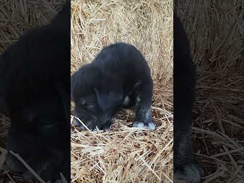 Molossus of Epirus! #puppy #dogshorts