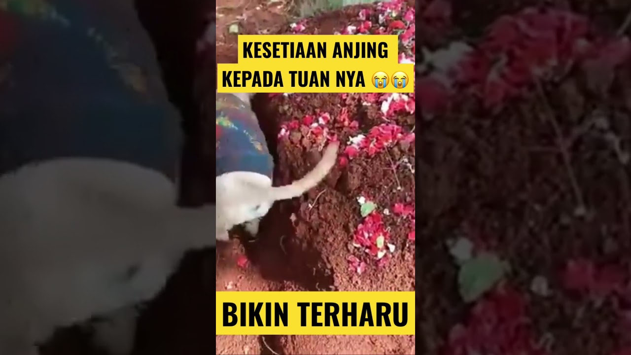 CERITA KESETIAAN ANJING DENGAN TUAN NYA 😭😭😭 #shorts #anjing