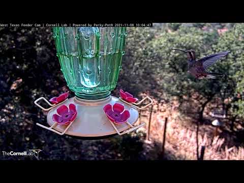 Immature or Female Broad-billed Hummingbird Visits Nectar Feeder In West Texas – Nov. 8, 2021