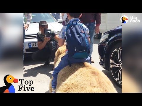 Bear Chained For Selfies Finally Runs Free + Animals Freedom Stories | The Dodo Top 5