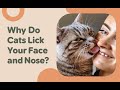 Why Do Cat Lick Your Face And Nose The REAL Reason Cats Are So Into Constantly Kissing Your Nose