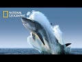 Sharks, Jaws, Great White  The Big Five 2020 HD National Geographic Documentary