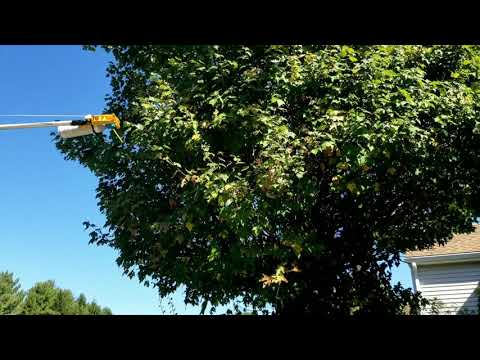 Another Bald-Faced Hornet's Nest Bugging Homeowners in Freehold, NJ