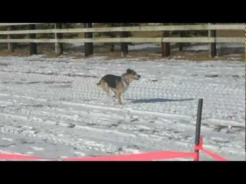 2012 Fun Run dog lure coursing Feb. 25th 2012 // BLUE