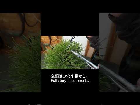 オーストリア産黒松 植物