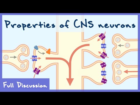 Properties of Neurons In The Central Nervous System (Neurophysiology) | Full discussion
