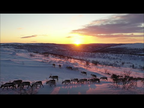 Mari Boine - Gula Gula (Hear the voices of the foremothers) by Jan Helmer Olsen