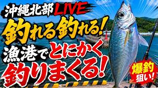 【爆釣狙い】沖縄北部の漁港で釣りまくったら何匹釣れる！？