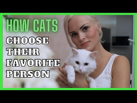 How Cats Choose Their Favorite Person