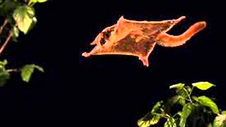 Download lagu BAJING LUNCAT - Pop Sunda ( HQ ) mp3 Download lagu BAJING LUNCAT - Pop Sunda ( HQ ) mp3