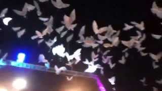 El vuelo de la paloma