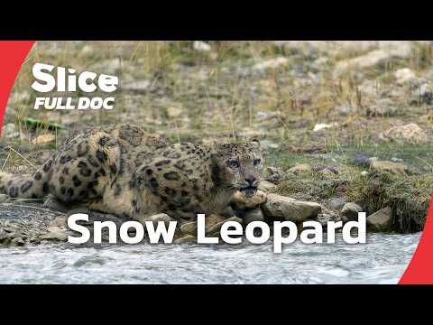 Tracking Tibet’s Snow Leopard | FULL DOCUMENTARY