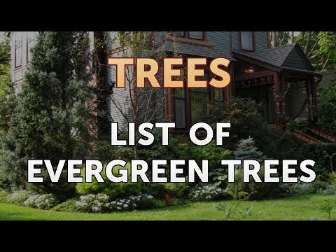 image-What kind of Christmas trees grow in Tennessee?