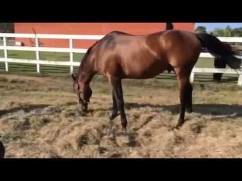 Invasor, el campeón ya está nuevamente en Uruguay