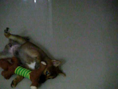 柴犬大戰臘腸狗XDD(原發表者:MEKI麻)(影片)