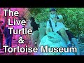 What To Expect At The Live Turtle And Tortoise Museum Singapore