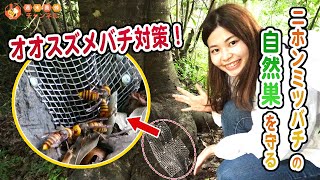 ニホンミツバチの自然巣にオオスズメバチ対策をしてきました！【自然巣を守る】