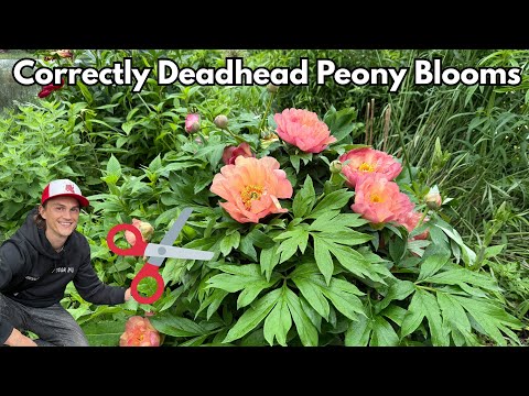 Deadheading PEONY Flowers - the Correct way Keep Peonies Looking Healthy