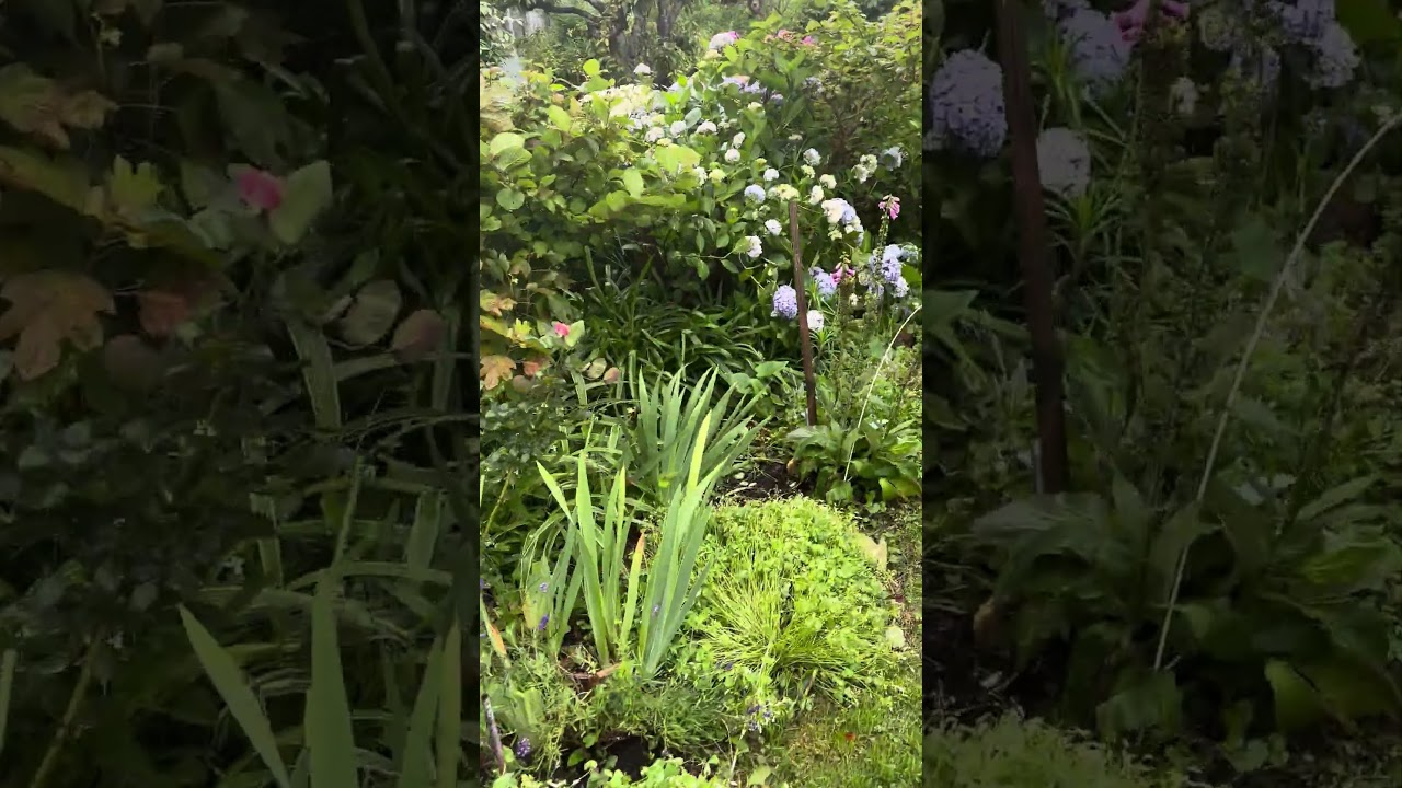 嵐のお庭をこむぎと見に行く